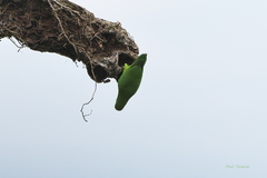 Forpus xanthopterygius