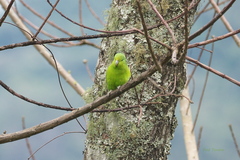 Forpus xanthopterygius