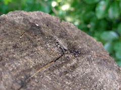 Naupactus xanthographus