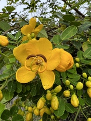 Senna pendula
