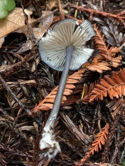 Cyanula