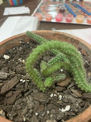 Lobivia silvestrii