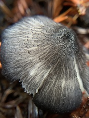Cyanula