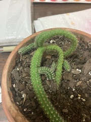 Lobivia silvestrii