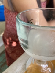 Polybia occidentalis