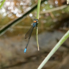 Pseudagrion aureofrons
