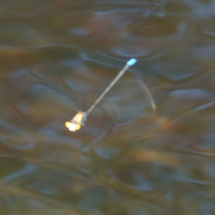 Pseudagrion aureofrons