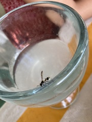 Polybia occidentalis