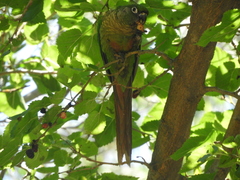 Pyrrhura frontalis