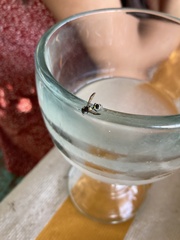 Polybia occidentalis