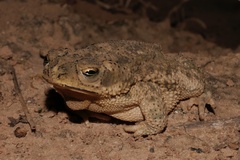 Rhinella major