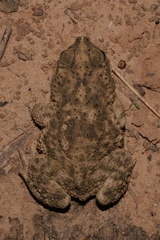 Rhinella major