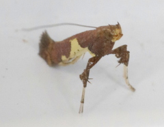 Caloptilia umbratella