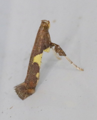 Caloptilia umbratella