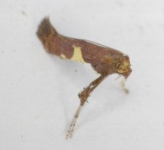 Caloptilia umbratella