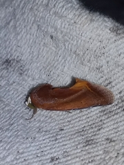 Gonodonta