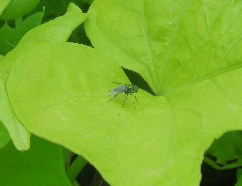 Dance Flies, Long-legged Flies, and Allies from Lambeau, Trinidad and ...