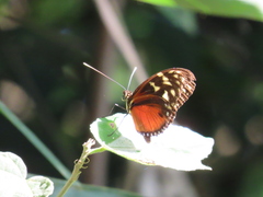 Heliconius hecale