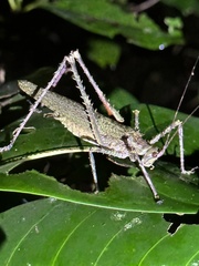 Phricta spinosa