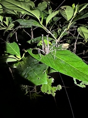 Phricta spinosa