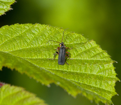 Cantharis nigricans