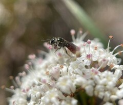 Lasioglossum niveifrons