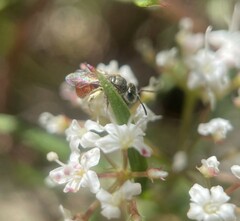 Lasioglossum niveifrons