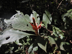 Aphelandra