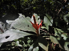 Aphelandra