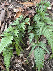 Pteris dispar