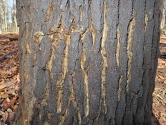 Cryphonectria parasitica