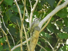Dryobates mixtus
