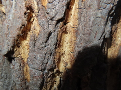 Cryphonectria parasitica