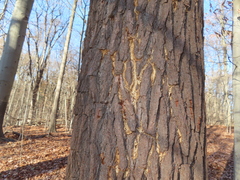 Cryphonectria parasitica