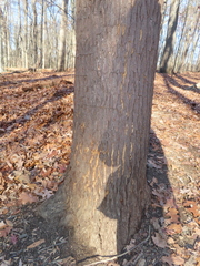 Cryphonectria parasitica