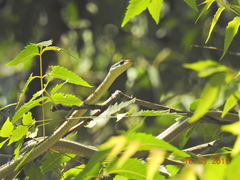 Dendrelaphis tristis