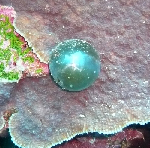 sailor's eyeball alga