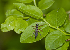 Xoridinae