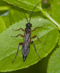 Xoridinae