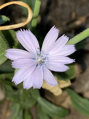 Cichorium
