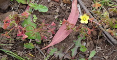 Oxalis corniculata