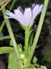 Cichorium