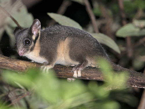 Leadbeater's Possum (Gymnobelideus leadbeateri) — Critically Endangered Mammalia