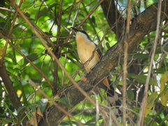 Coccyzus melacoryphus