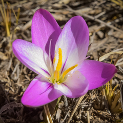 Hesperantha schelpeana