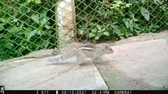 Funambulus palmarum