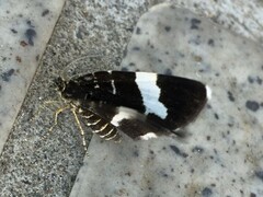 Trichobaptria exsecuta