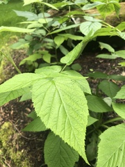 Rubus idaeus