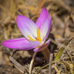 Hesperantha schelpeana