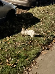 Oryctolagus cuniculus domesticus